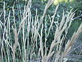 Brachypodium phoenicoides, fenàs de marge. Espigues al mes de juliol a Castelltallat