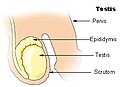 விந்துச் சுரப்பி