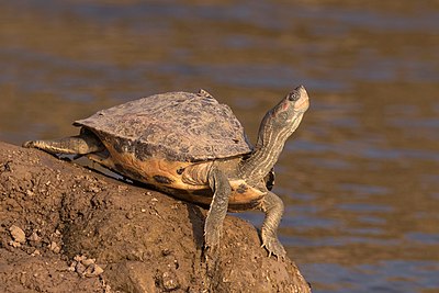 Indian tent turtle