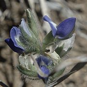 Fleurs de Lupinus kingii.