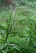 Scirpe des bois (Scirpus sylvaticus) ; plante proche des carex poussant dans les lieux humides.