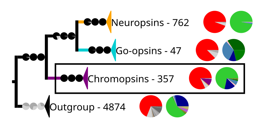 Phylogenetic reconstruction of the tetraopsins. The outgroup contains other G protein-coupled receptors including the other opsins. The frame highlights the chromopsins, which are expanded in the next image.