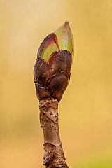 Un bourgeon de Castanea sativa.