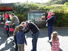 Monkey Walk, Belfast Zoo - geograph.org.uk - 1848030.jpg