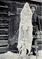 Image 14100 pound native Montana wolf taken in 1928 (from Montana)