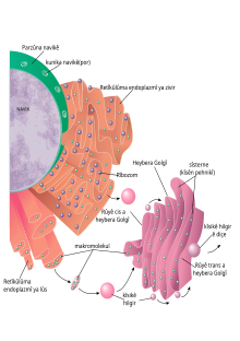 Nucleus ER golgi ku.svg