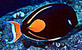 Acanthurus achilles