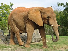 Loxodonta africana, un Proboscidea