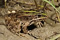 Image 7 Epirus water frog Photograph: Benny Trapp The Epirus water frog (Pelophylax epeiroticus) is a species of frog in the family Ranidae. It is found in western Greece, including Corfu, and the southern areas of Albania. The species is collected from the wild for human consumption. More selected pictures