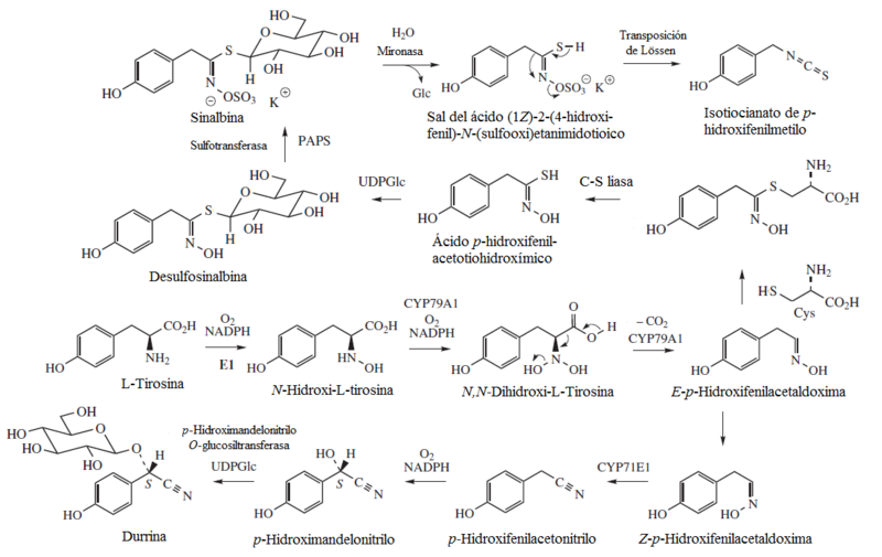 File:Biosintesis de glucosinolato y glucosido cianogenico de tirosina.png