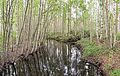 En bæk nær Keskisenlampi natursti i Hankasalmi