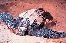 Female, digging in the sand