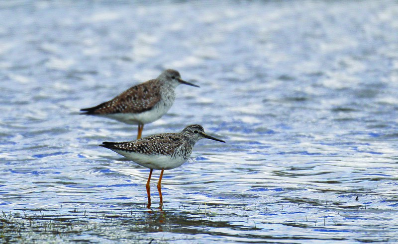 File:Lesser Yellowlegs en Laguna Conococha Big Day 2022.jpg