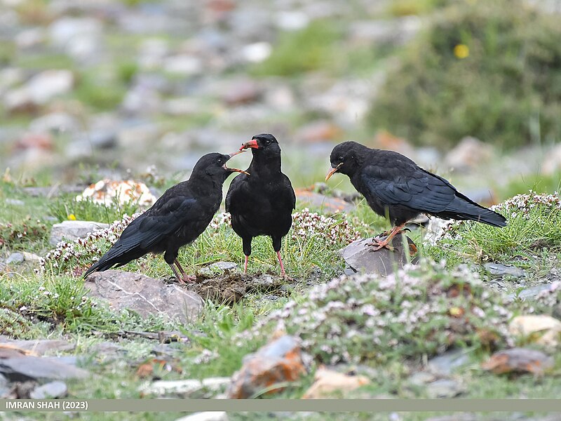 File:Red-billed Chough (Pyrrhocorax pyrrhocorax) (53454062207).jpg