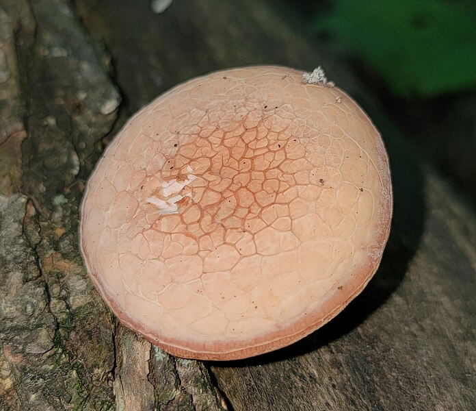 File:Rhodotus palmatus 228304276.jpg