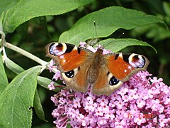 Esemplare su Buddleja sp.