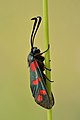 51 'Zygaena filipendulae' - a set of 2 files uploaded by Iifar, nominated by Iifar,  20,  0,  0