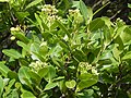 flowers, fruit and foliage