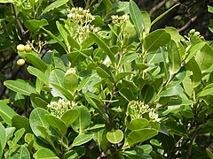 flowers and foliage