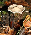 Marasmius alliaceus sin. Mycetinis alliaceus