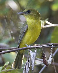 Photo of greyish-brown bird with yellowish underparts sitting on a branch