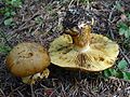 Cortinarius elegantior