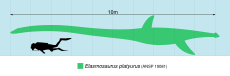 Diagramme comparant la taille d'Elasmosaurus (montré en vert clair) à celui d'un humain (montré en noir dans une tenue de plongée).