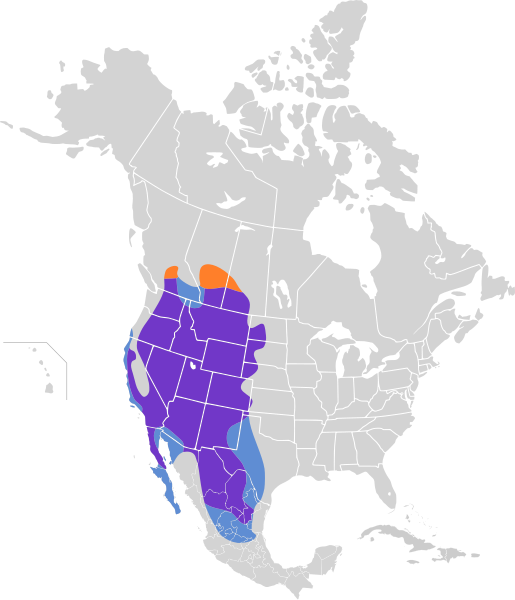 File:Falco mexicanus map.svg