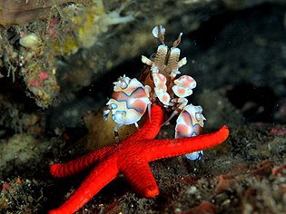 Une crevette Arlequin (Hymenocera picta) en train de retourner une étoile de mer rouge poreuse (Fromia milleporella) pour la dévorer, à la Réunion. (définition réelle 2 880 × 2 305*)