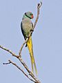 Blue-winged Parakeet