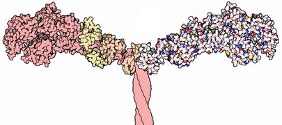 018-Myosin-1b7t.tiff