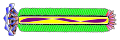 M13 filamentous phage