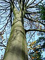 Image 54Northern beech (Fagus sylvatica) trunk in autumn (from Tree)