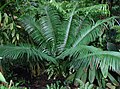 Cycas wadei