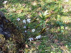 Hepatica nobilis