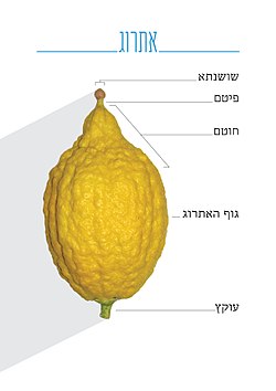 אתרוג