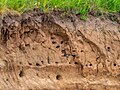 #46 Uferschwalbenkolonie im Naturschutzgebiet Büg bei Eggolsheim