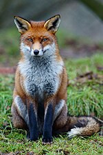 Un Renard roux d'Europe (Vulpes vulpes crucigera).