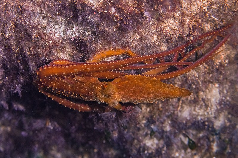 File:Pulpo patudo (Callistoctopus macropus), Cynthiana, Pafos, Chipre, 2021-12-11, DD 26.jpg