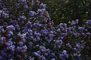 Strobilanthes kunthianus