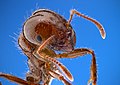 Image 28Closeup of a fire ant, showing fine sensory hairs on antennae (from Insect morphology)