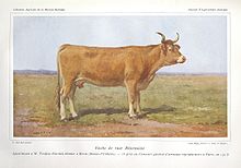 Illustration en couleurs d'une vache blonde.