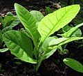 Tabák selský (Nicotiana rustica)