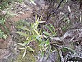 Mida salicifolia seen in the Coromandel Peninsula