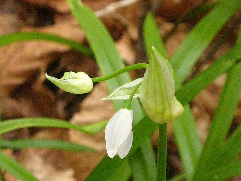 File:Allium paradoxum 26-04-2010 594.jpg