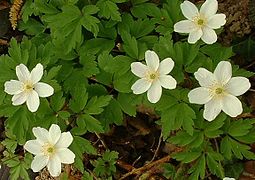 Anémone sylvie (Anemone nemorosa) ; partout dans les sous-bois au printemps avant l'apparition des feuilles.