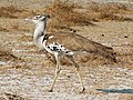 Etosha NP, Namibia