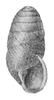 apertural view of the shell