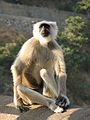 Grey Langurs of India