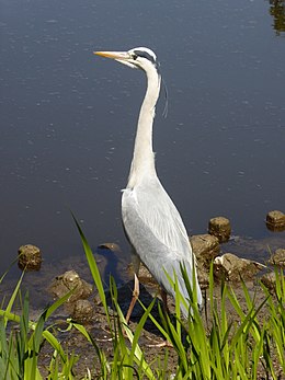 Pilkasis garnys (Ardea cinerea)